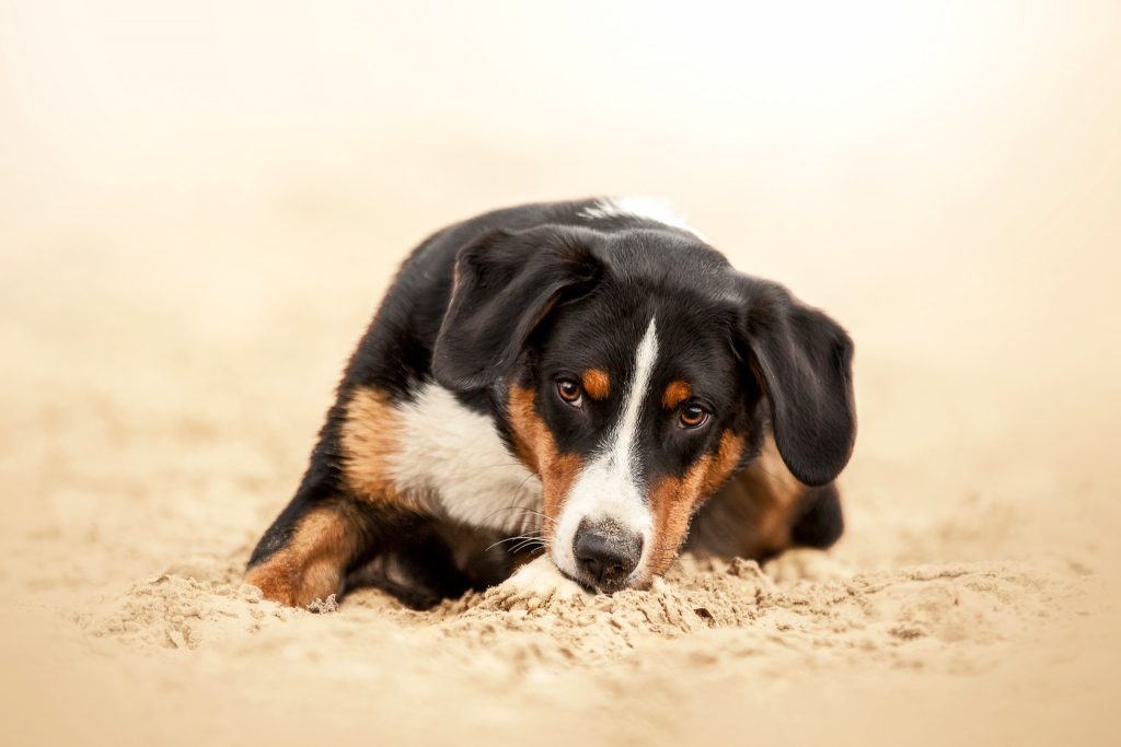 Ein Appenzeller Sennenhund liegt im Sand