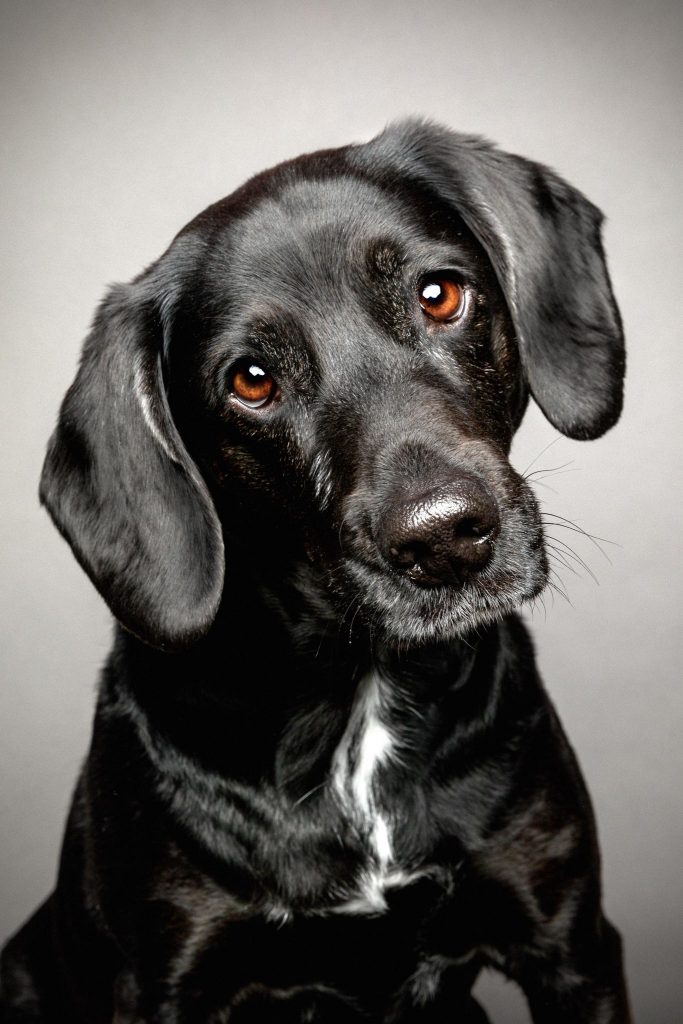 Ein Portrait eines Beagles vor einem grauen Fotohintergrund.