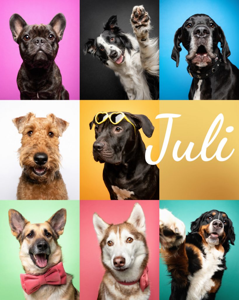 Eine Collage mit bunten Hundeportraits für den Monat Juli