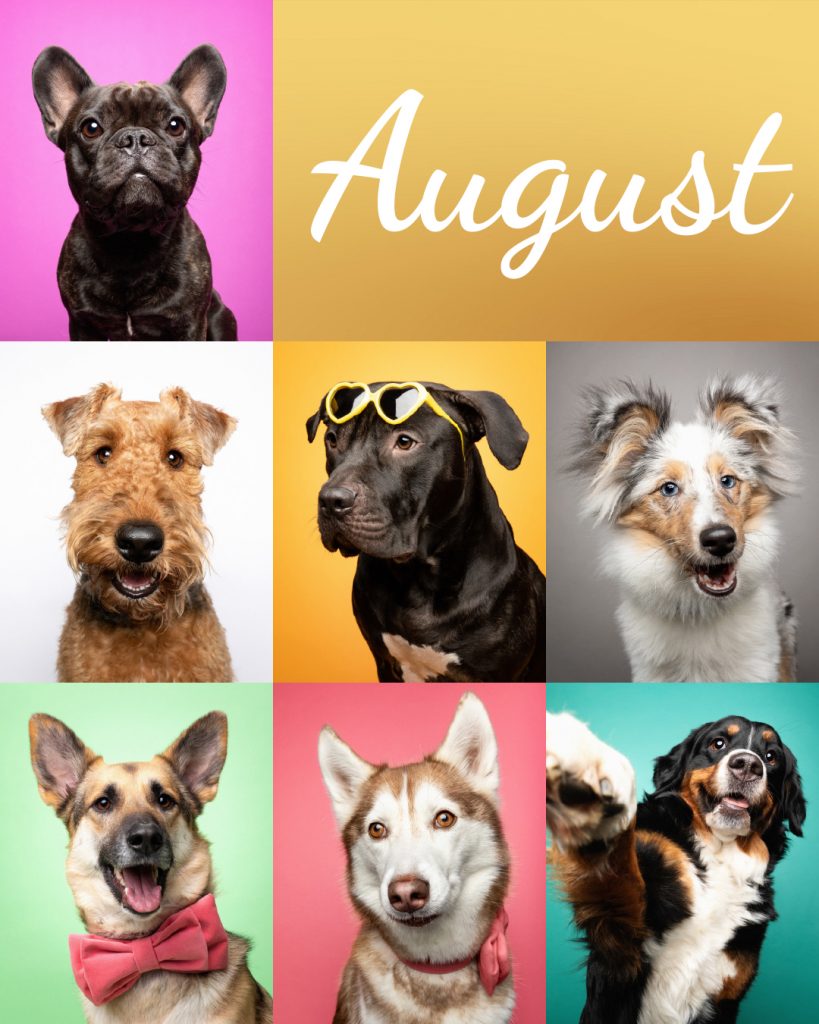 Eine Collage mit bunten Hundeportraits für den Monat August