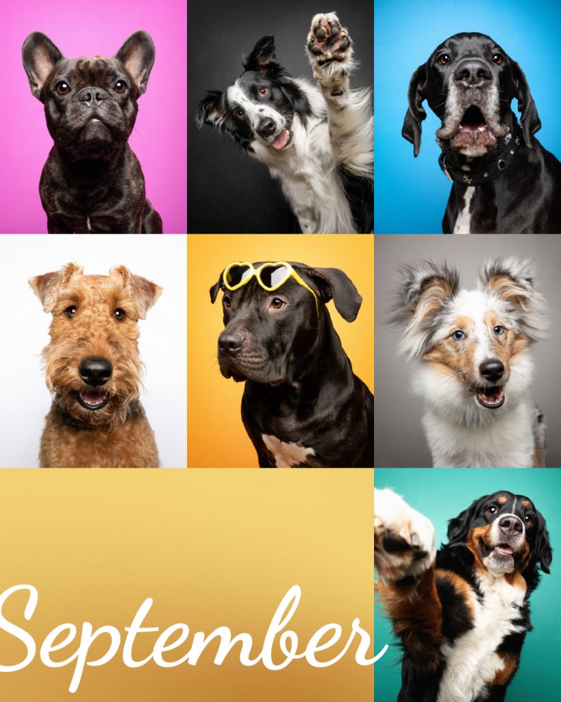 Eine Collage mit bunten Hundeportraits für den Monat September