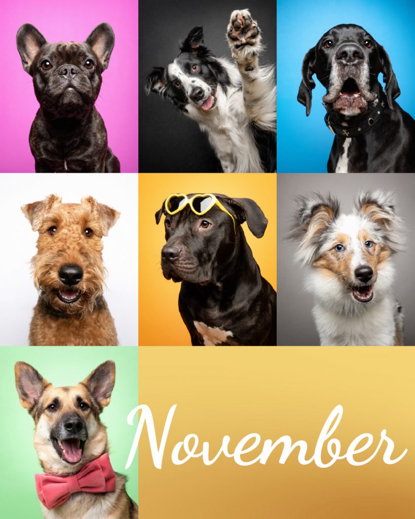 Eine Collage mit bunten Hundeportraits für den Monat November