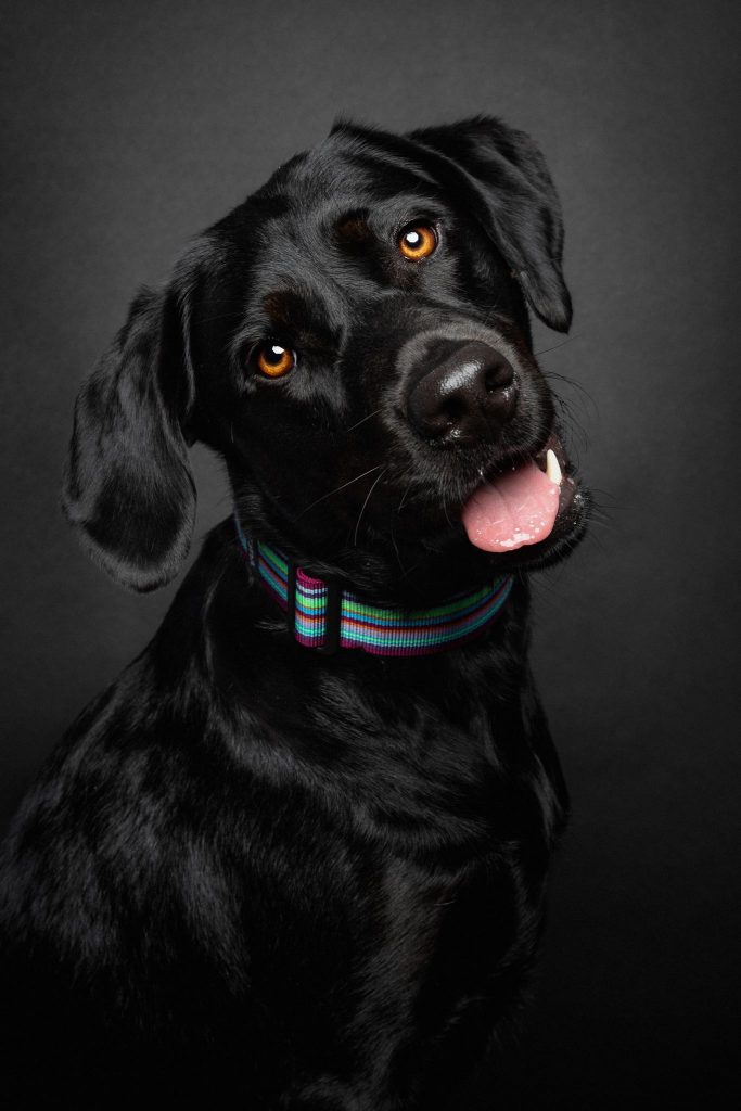 Das Portrait eines wunderschoenen schwarzen Labradors vor schwarzem Hintergrund