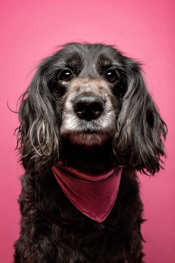 Das Portrait eines schwarzen Cocker Spaniels vor einem rosa Hintergrund