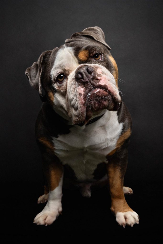 Eine old english Bulldogge posiert vor einem schwarzen Hintergrund