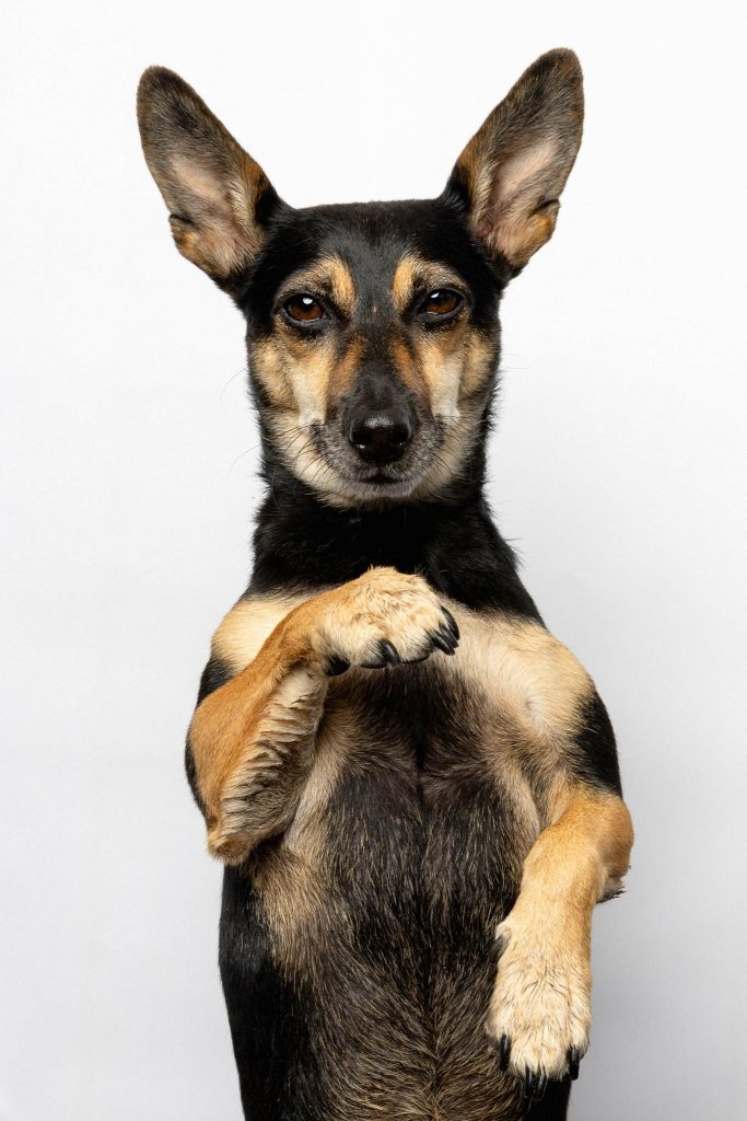 Das Portrait eines aus den Hinterbeinen stehenden Terriers