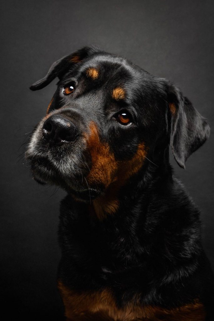 Das Portrait eines Rottweilers vor einem schwarzen Hintergrund