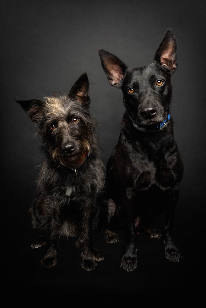 Zwei schwarze Hunde vor einem schwarzen Hintergrund
