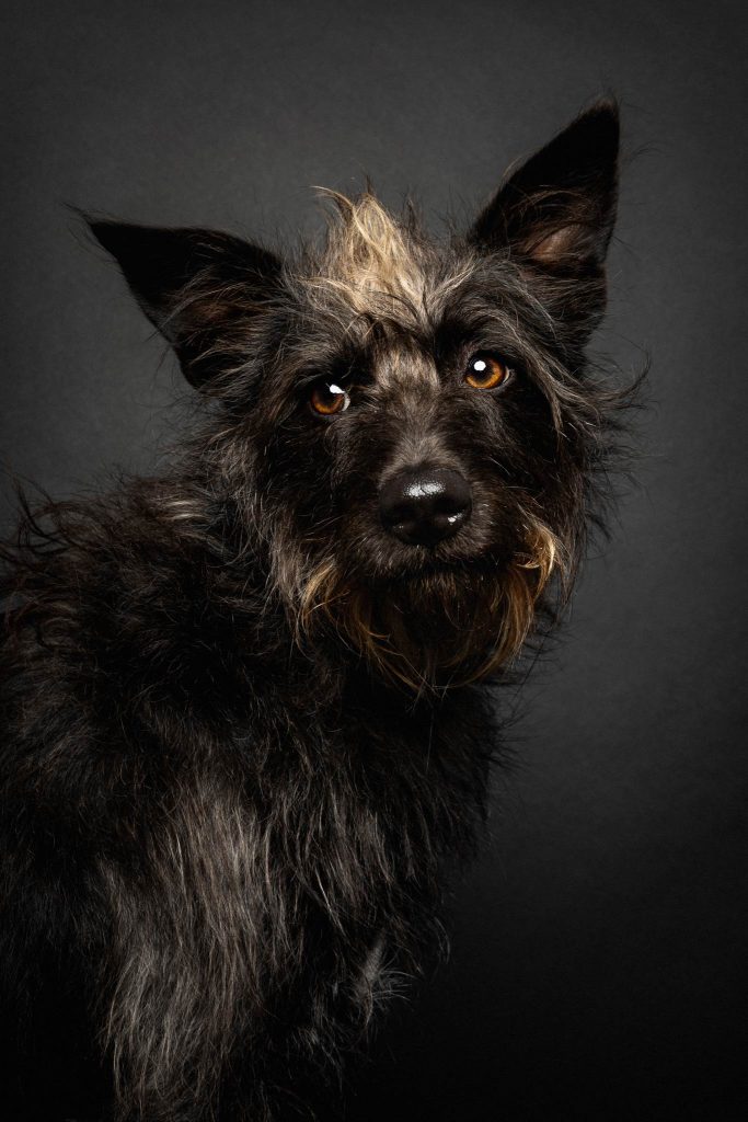 Das Portrait eines schwarzen Hundes vor einem schwarzen Hintergrund