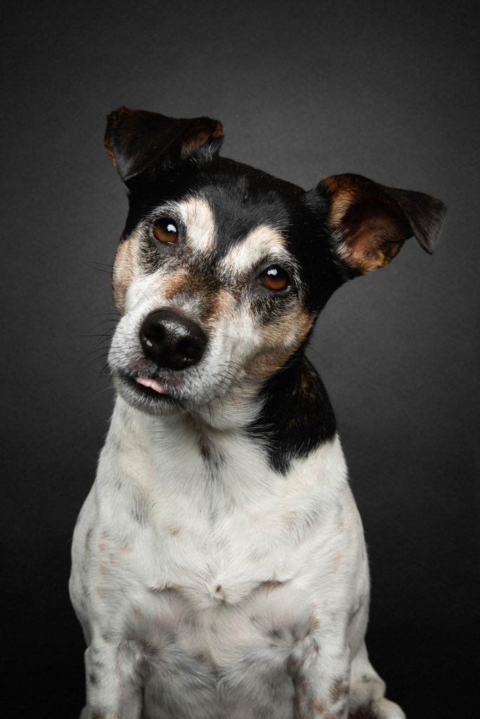 Das Portrait eines Terriers vor einem schwarzen Hintergrund