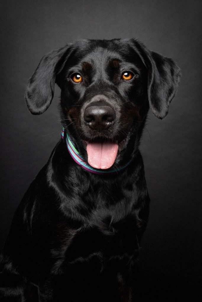 Ein schwarzer Hund vor einem schwarzen Hintergrund