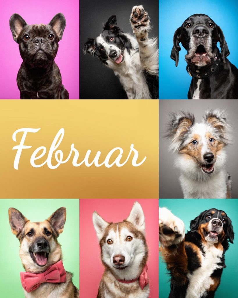 Eine Collage mit bunten Hundeportraits für den Monat Dezember