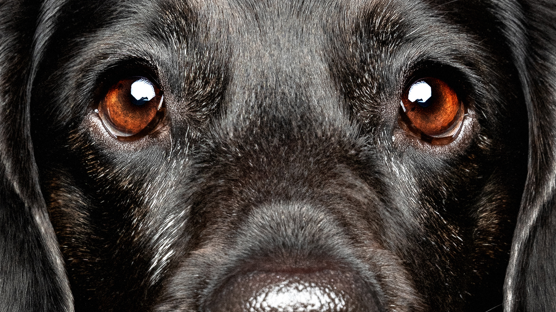 Close Up der Augen eines Beagles