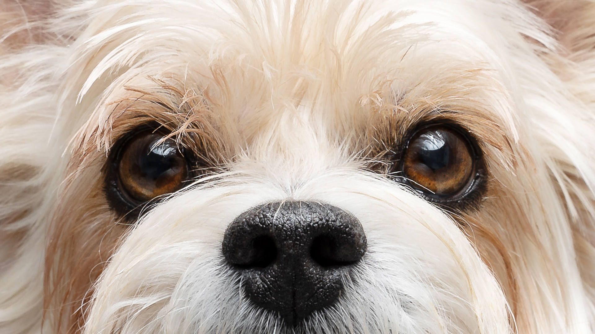 Close Up der Augen eines Yorkshire Terriers