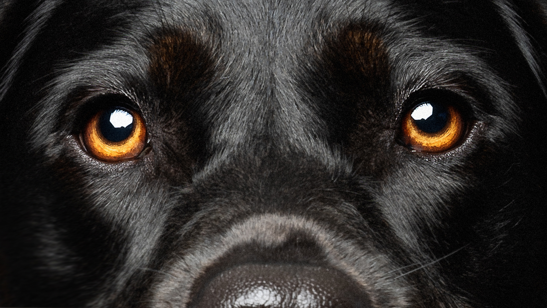 Close Up der Augen eines schwarzen Labradors