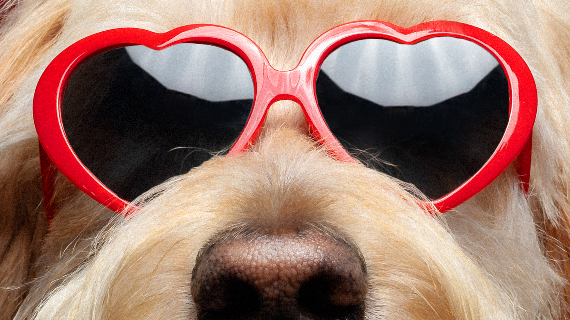 Close Up der Augen eines Hundes mit Sonnenbrille