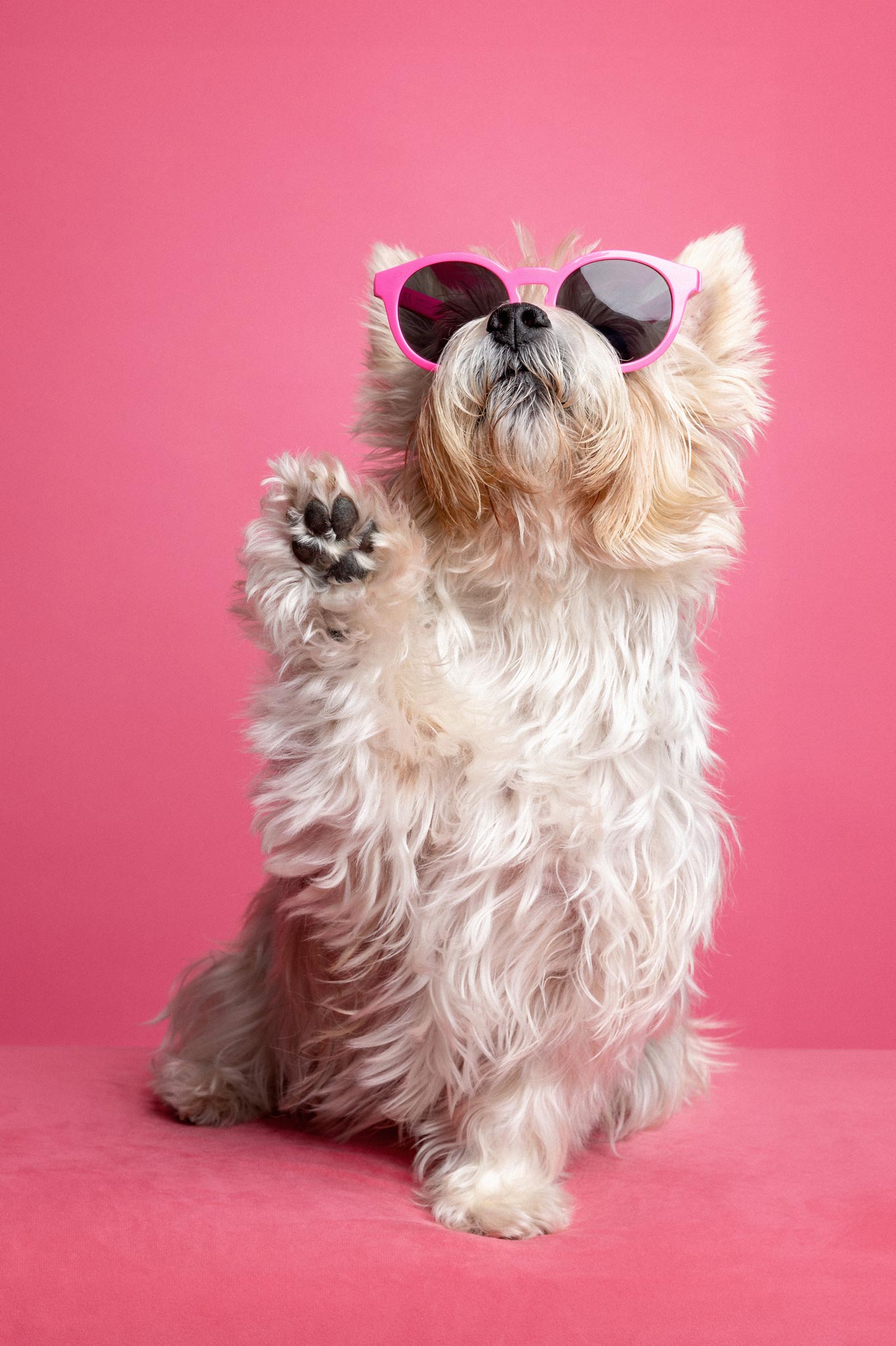 Yorkshire Terrier mit rosa Brille vor einem rosa Hintergrund
