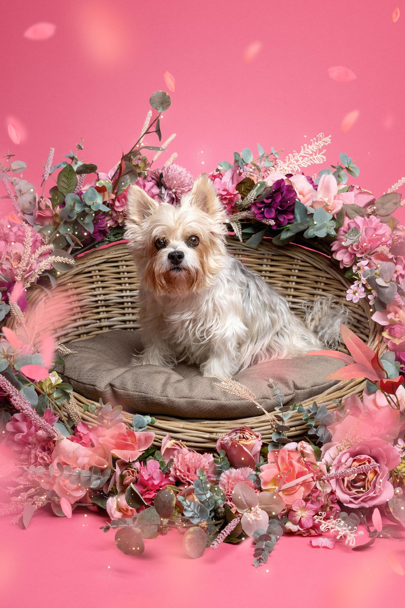 Ein Biewer Yorkshire Terrier sitzt in einem Hundekorb umrahmt von Blumen