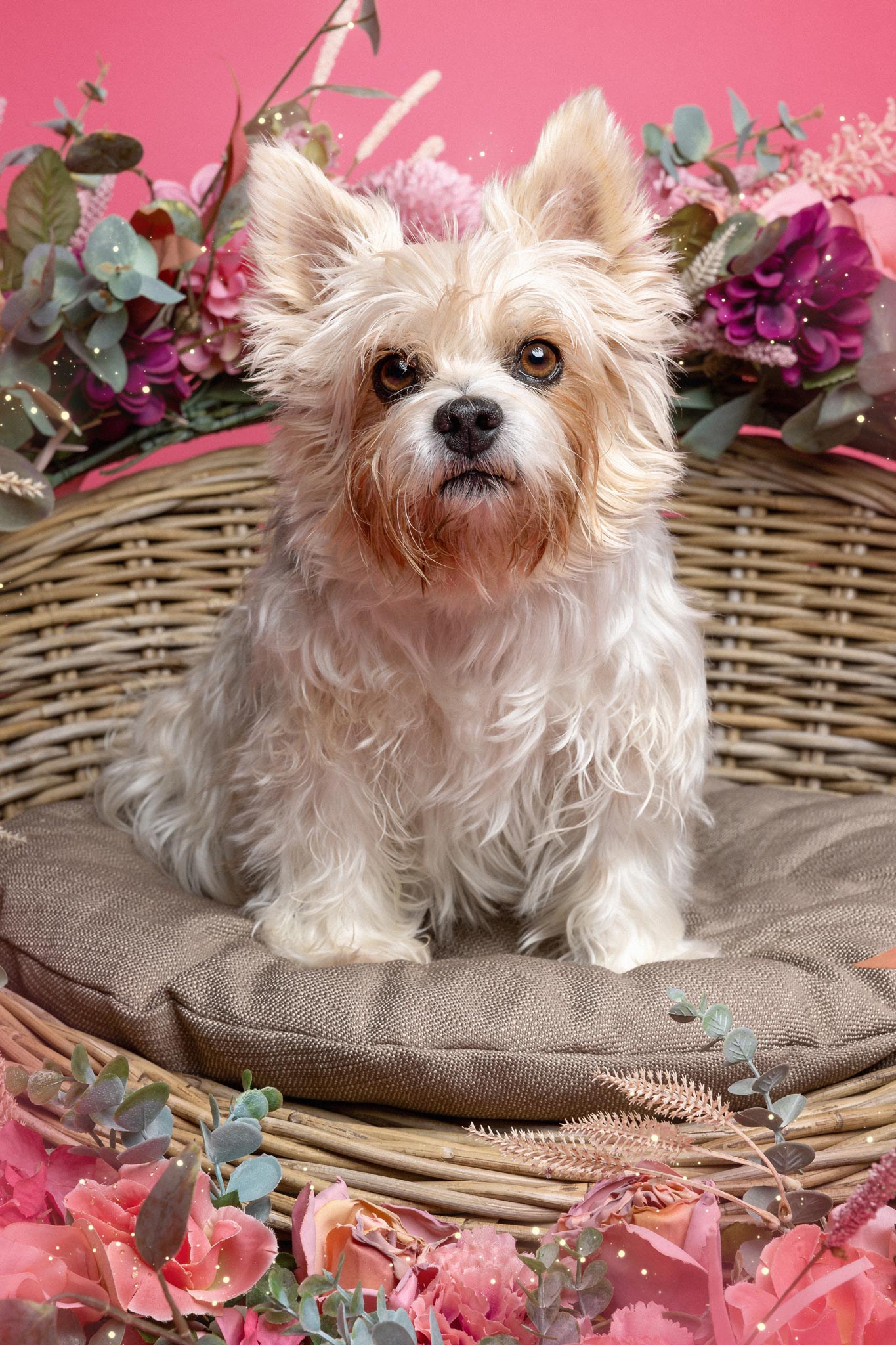 Ein Biewer Yorkshire Terrier in einem Hundekorb umrahmt von Blumen