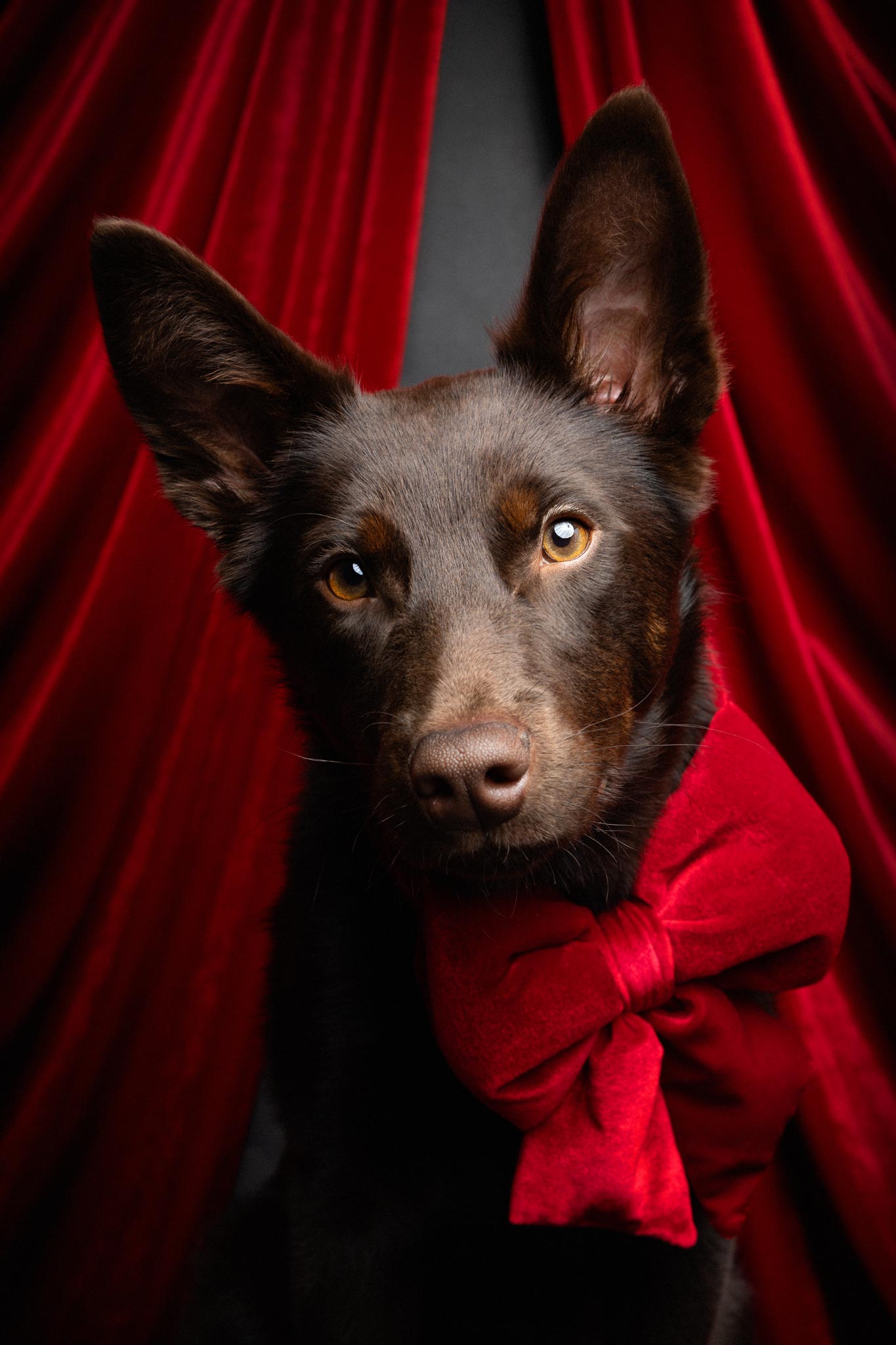 Ein kleiner brauner Hund mit mit großer roter Schleife vor einem roten Umhang
