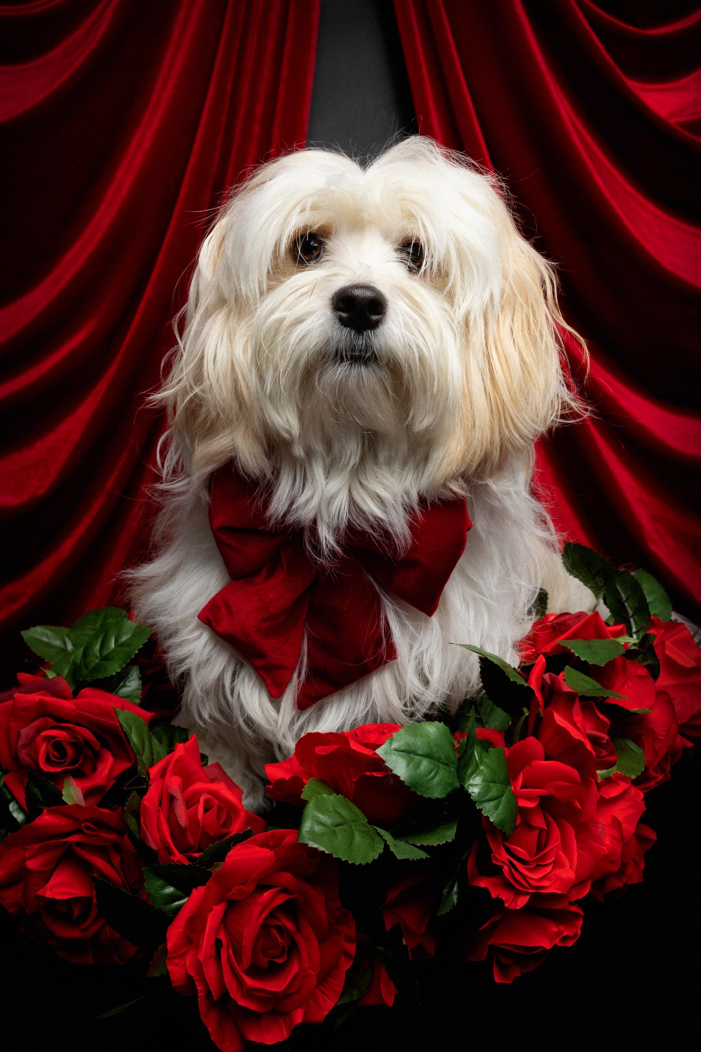 Ein kleiner hund umrahmt von roten Rosen