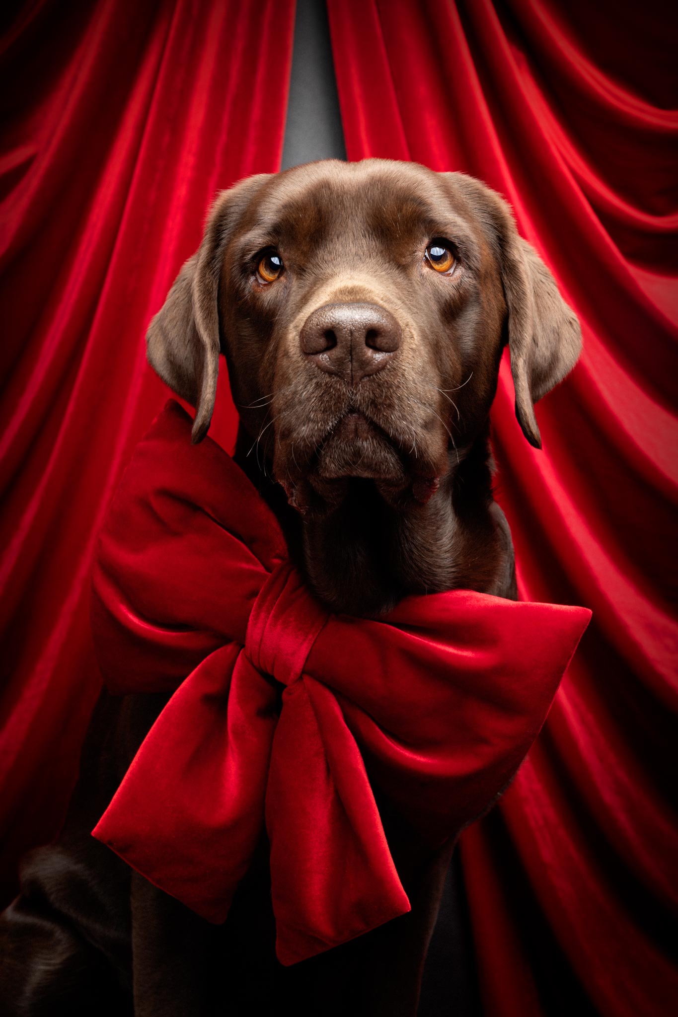 Ein Labrador mit großer roter Schleife um den Hals