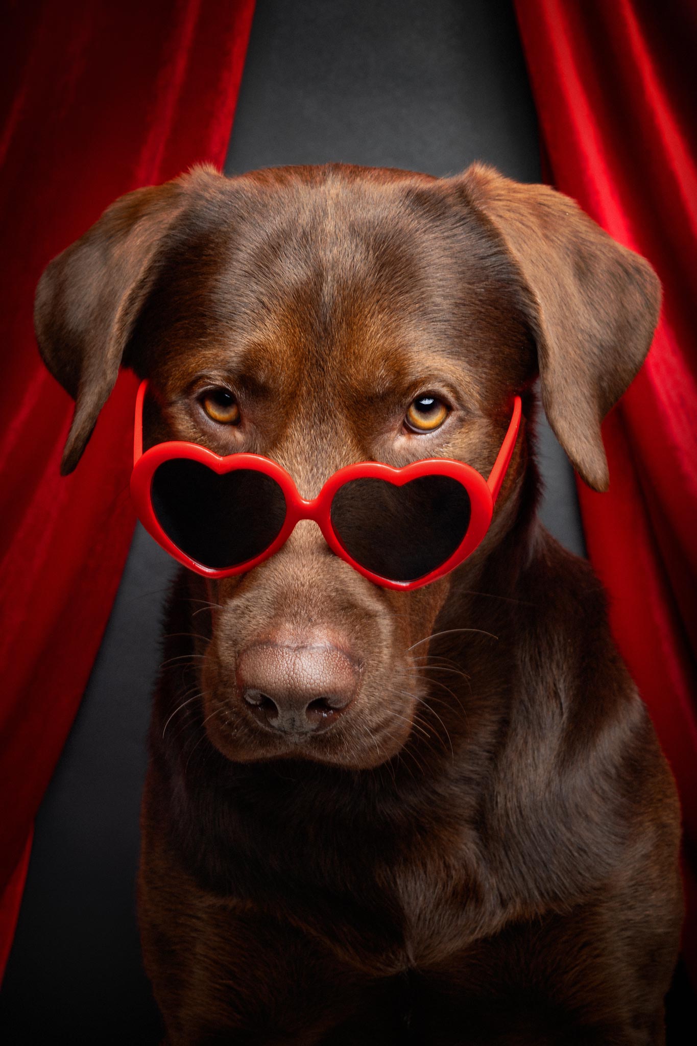 Ein Labrador mit Sonnenbrille