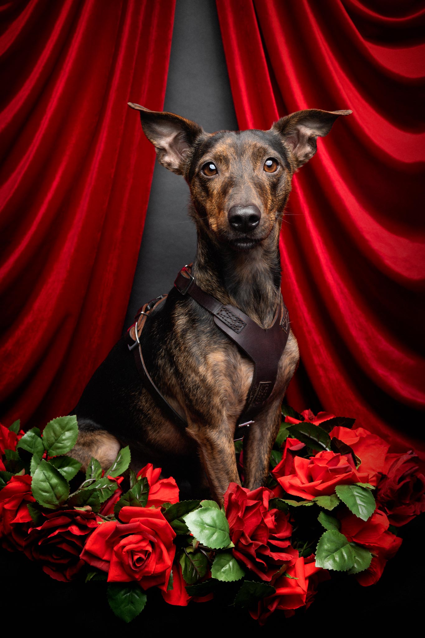 Ein kleiner Hund umrahmt von Rosen vor einem roten Vorhang
