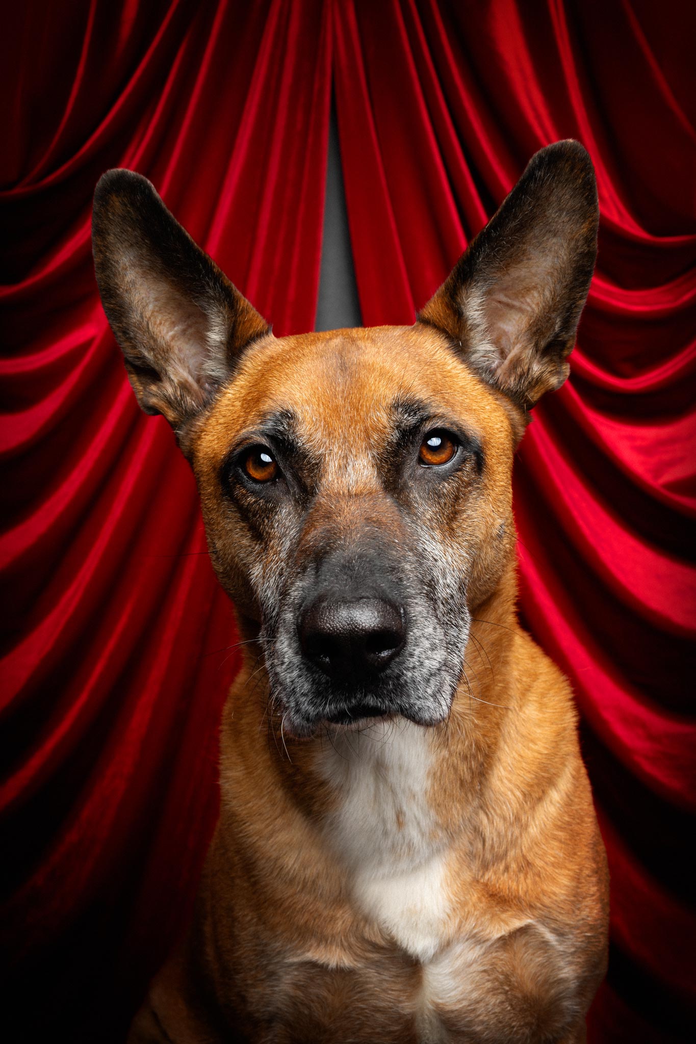 Ein Schäferhund vor einem roten Vorhang