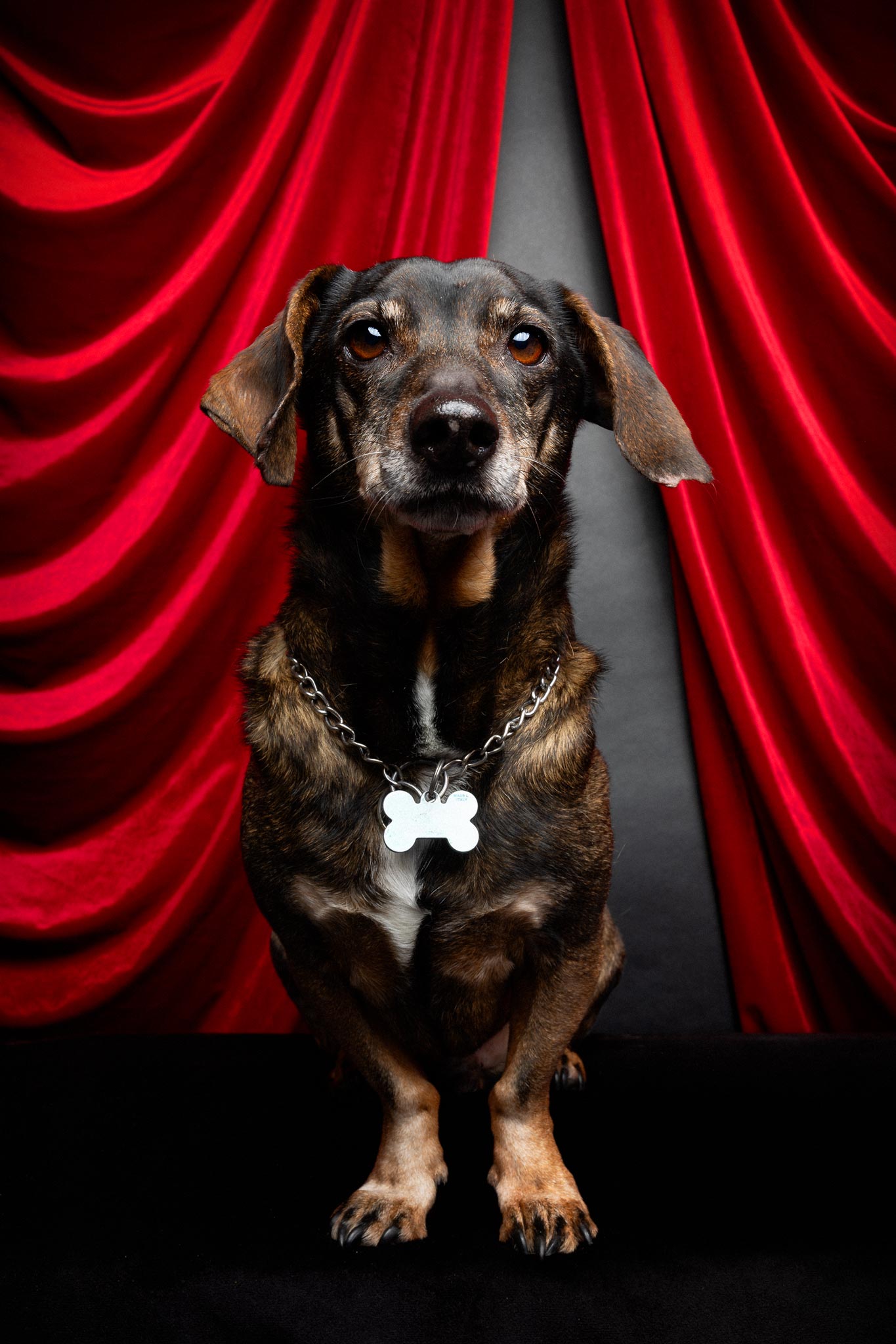 Ein kleiner Hund vor einem roten Vorhang