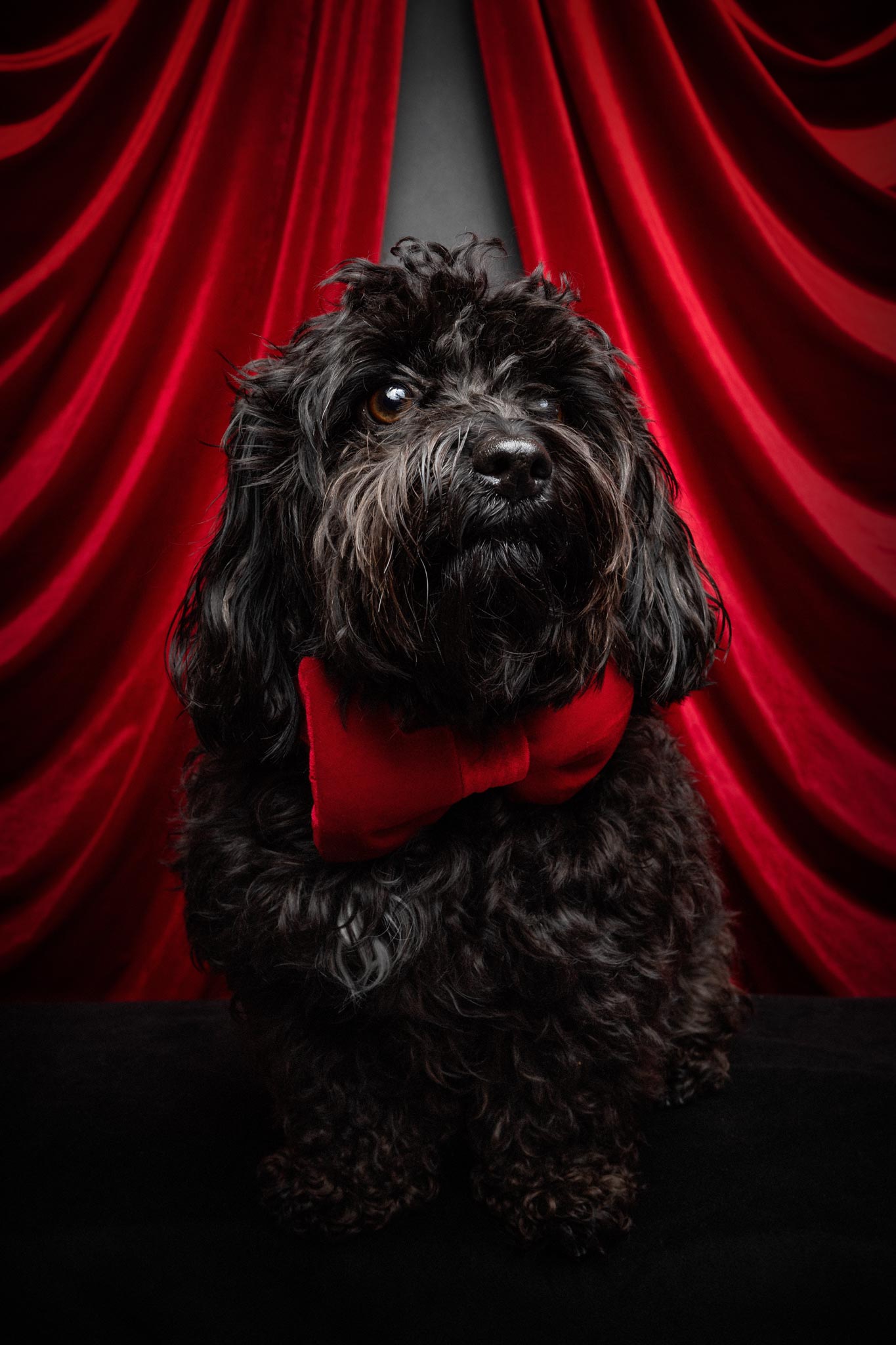 Kleiner, schwarzer Hund mit roter Schleife