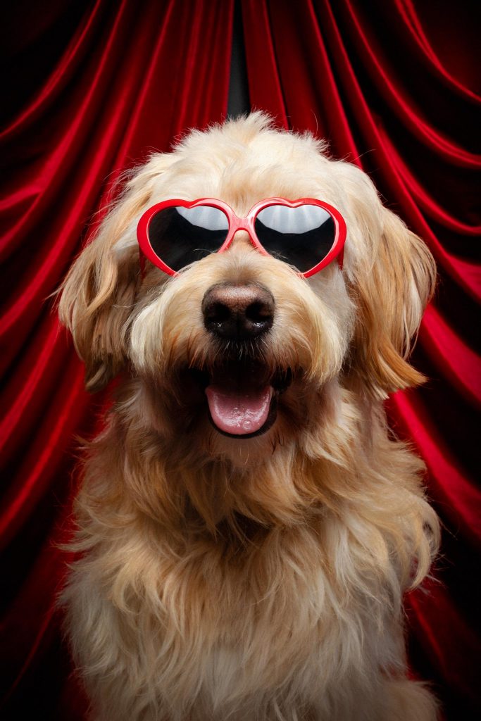 Goldendoodle mit Sonnenbrille
