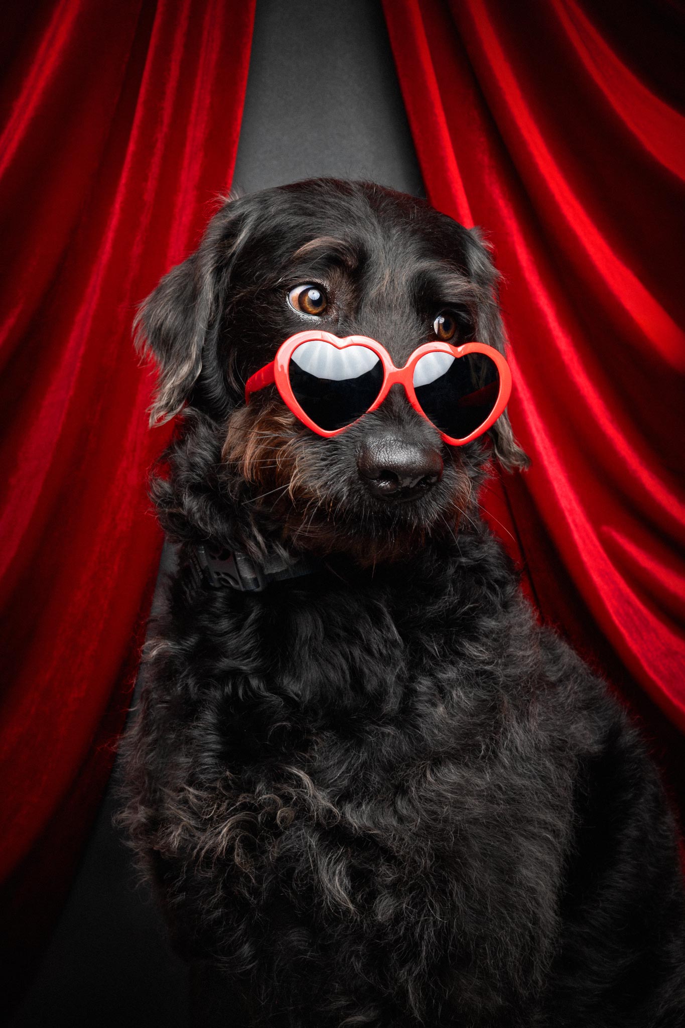 Schwarzer Hund mit Sonnenbrille