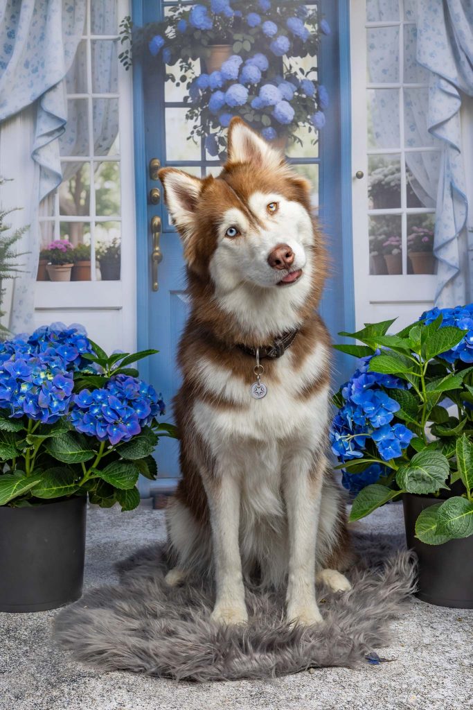 Ein Husky beim ZooRoyal Sommerfest Fotoshooting