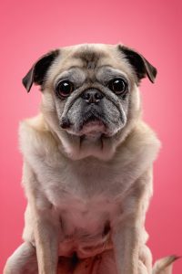 Portrait eines Mops vor pinkem Hintergrund
