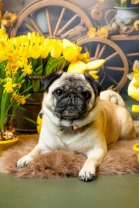 Ein Mops liegt vor Blumen auf einem Fell