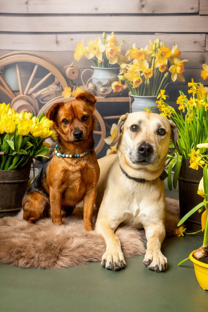 FraeuleinRuhle Hundefotografie IMG 7420 web