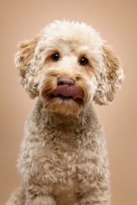 Portrait eines Cockerpoo Hundes vor beigem Studiohintergrund – professionelles Hundeshooting bei Fräulein Ruhle.