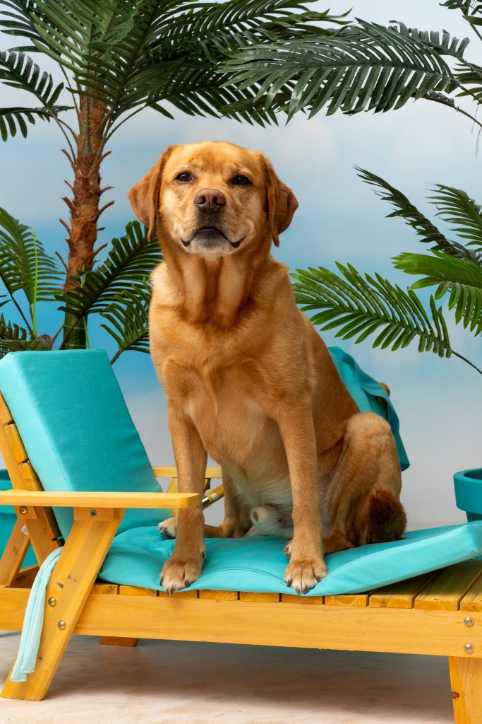 Hund sitzt entspannt auf einer Liege im Sommer-Set mit Palmen.