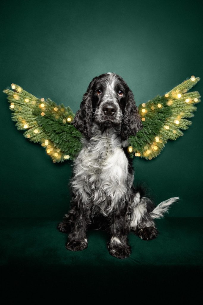 Schwarzer und weißer Cocker Spaniel sitzt vor dunkelgrünem Hintergrund mit weihnachtlichen Engelsflügeln aus Tannenzweigen und Lichterketten.