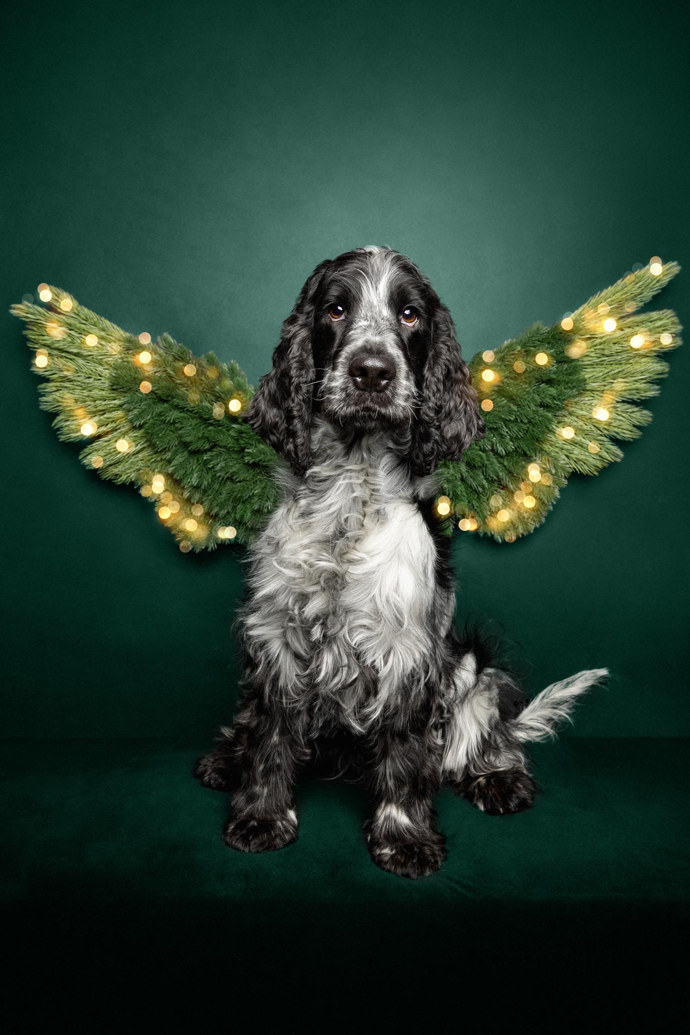 Schwarzer und weißer Cocker Spaniel sitzt vor dunkelgrünem Hintergrund mit weihnachtlichen Engelsflügeln aus Tannenzweigen und Lichterketten.