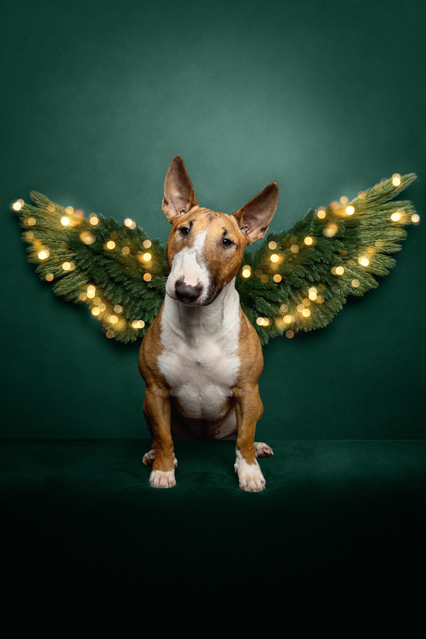 Braun-weißer Bullterrier sitzt vor dunkelgrünem Hintergrund mit weihnachtlichen Engelsflügeln aus Tannenzweigen und Lichterketten.