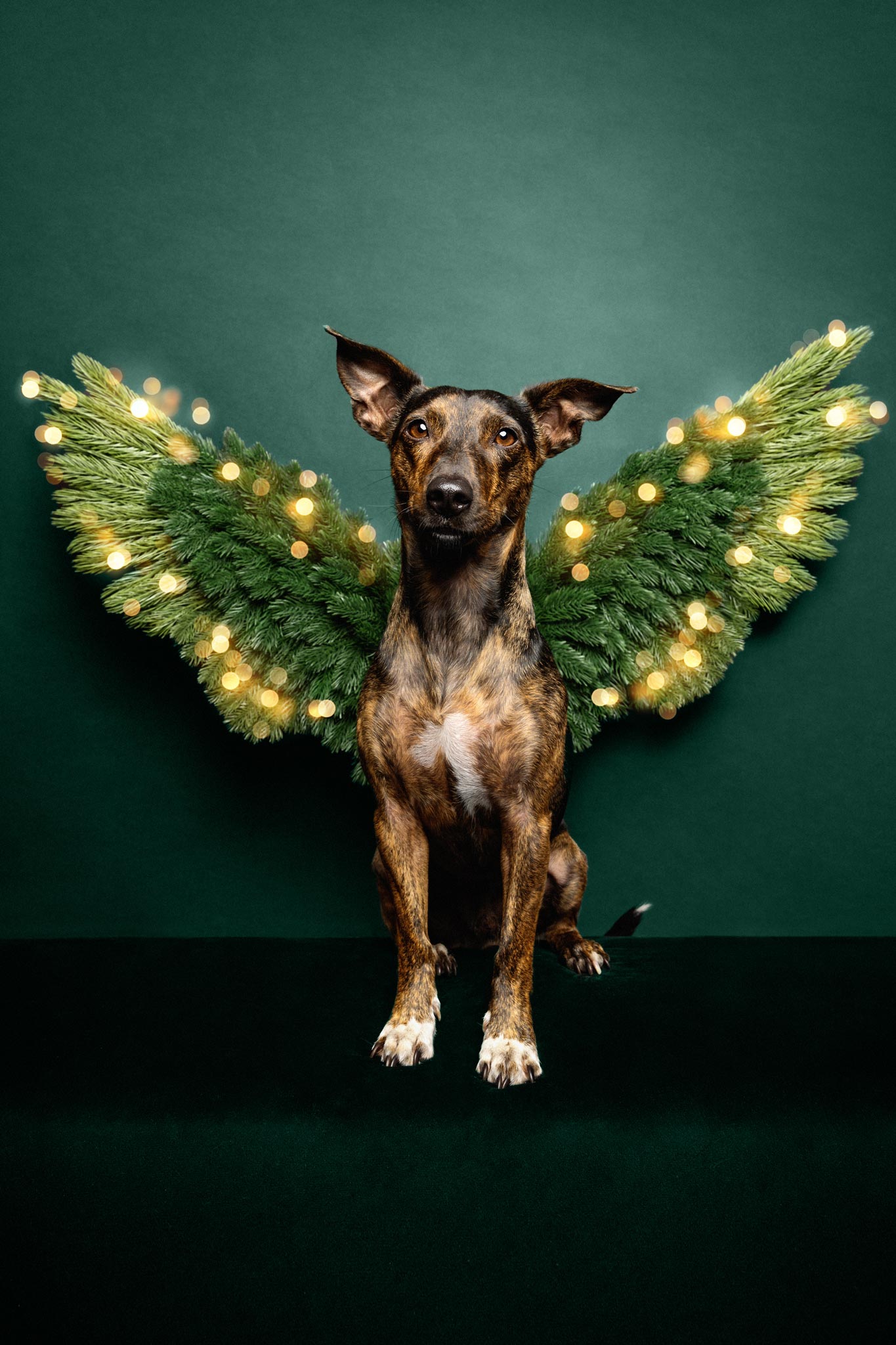 Gestromter Hund mit spitzen Ohren sitzt vor dunkelgrünem Hintergrund mit weihnachtlichen Engelsflügeln aus Tannenzweigen und Lichterketten.