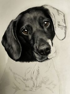 IMG_FraeuleinRuhle_Hundefotografie_6258_DajanaGliemann