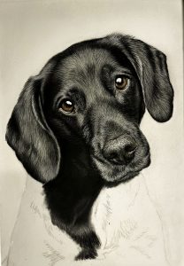 IMG_FraeuleinRuhle_Hundefotografie_6262_DajanaGliemann