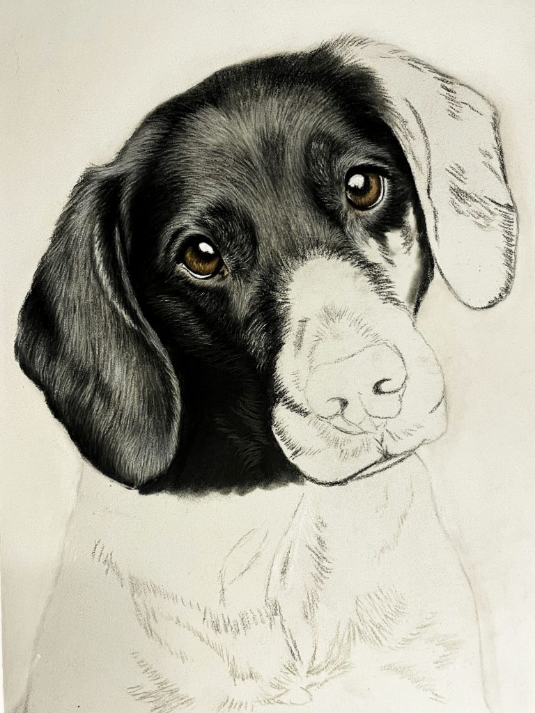 Halbfertige Zeichnung eines schwarzen Hundes