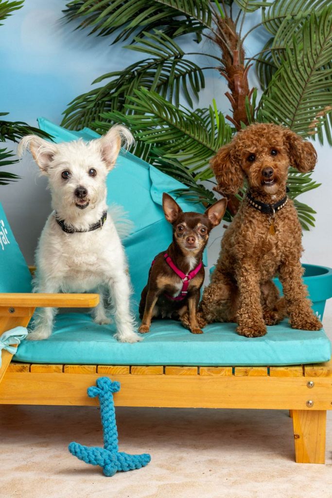 FraeuleinRuhle Hundefotografie Wedel IMG 0947