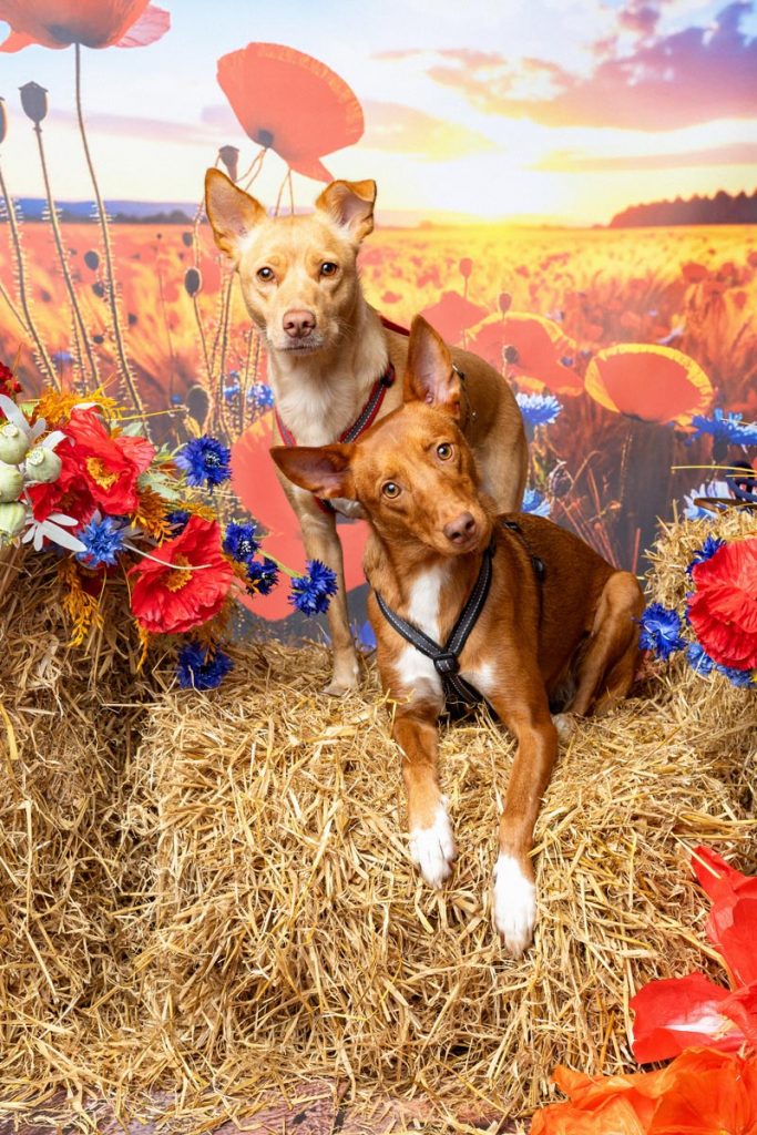 FraeuleinRuhle Hundefototgrafie Wedel 8