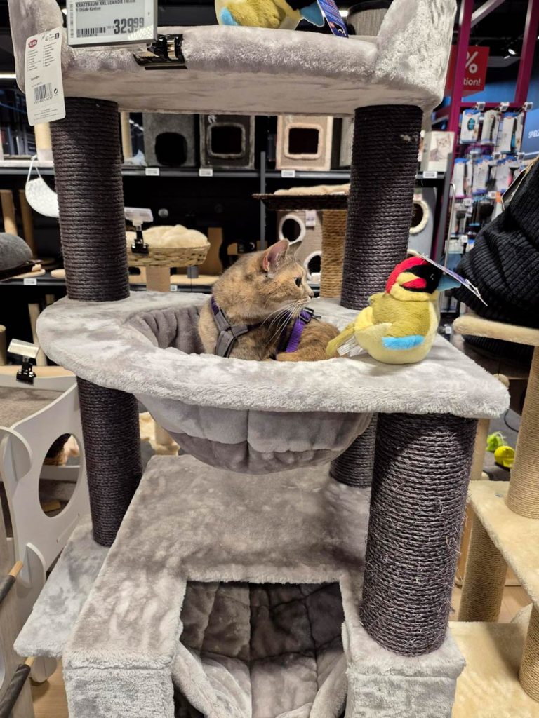 Fraeulein Ruhle Hundefotografie Wedel Team 4