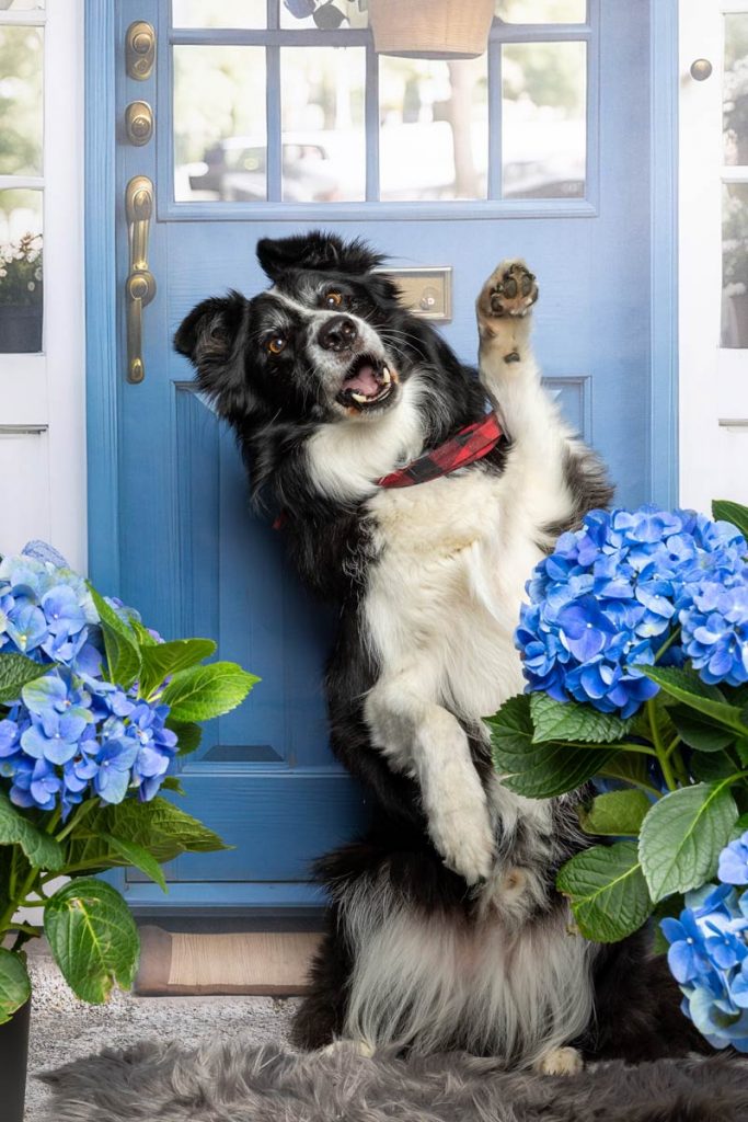 Fraeulein Ruhle Hundefotografie Wedel zooroyal